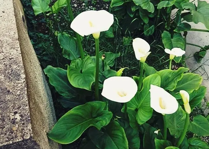 Casa Vacanza Dell'amicizia Ferienhaus *