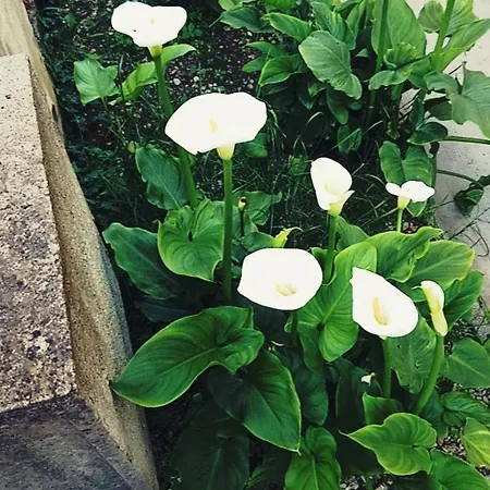 Casa Vacanza Dell'amicizia Hébergement de vacances *